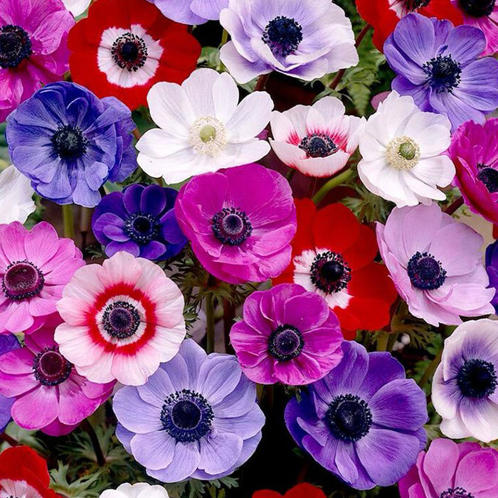 بذر گل شقایق نعمانی