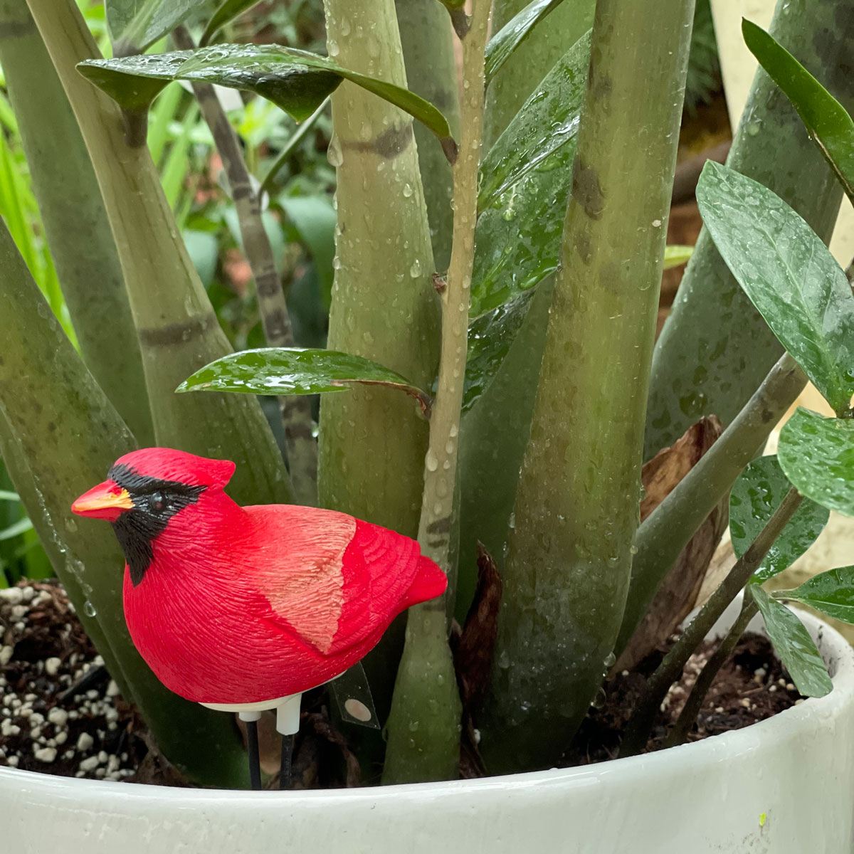 سنسور تشخیص زمان آبیاری گیاه Plant Pal طرح پرنده قرمز